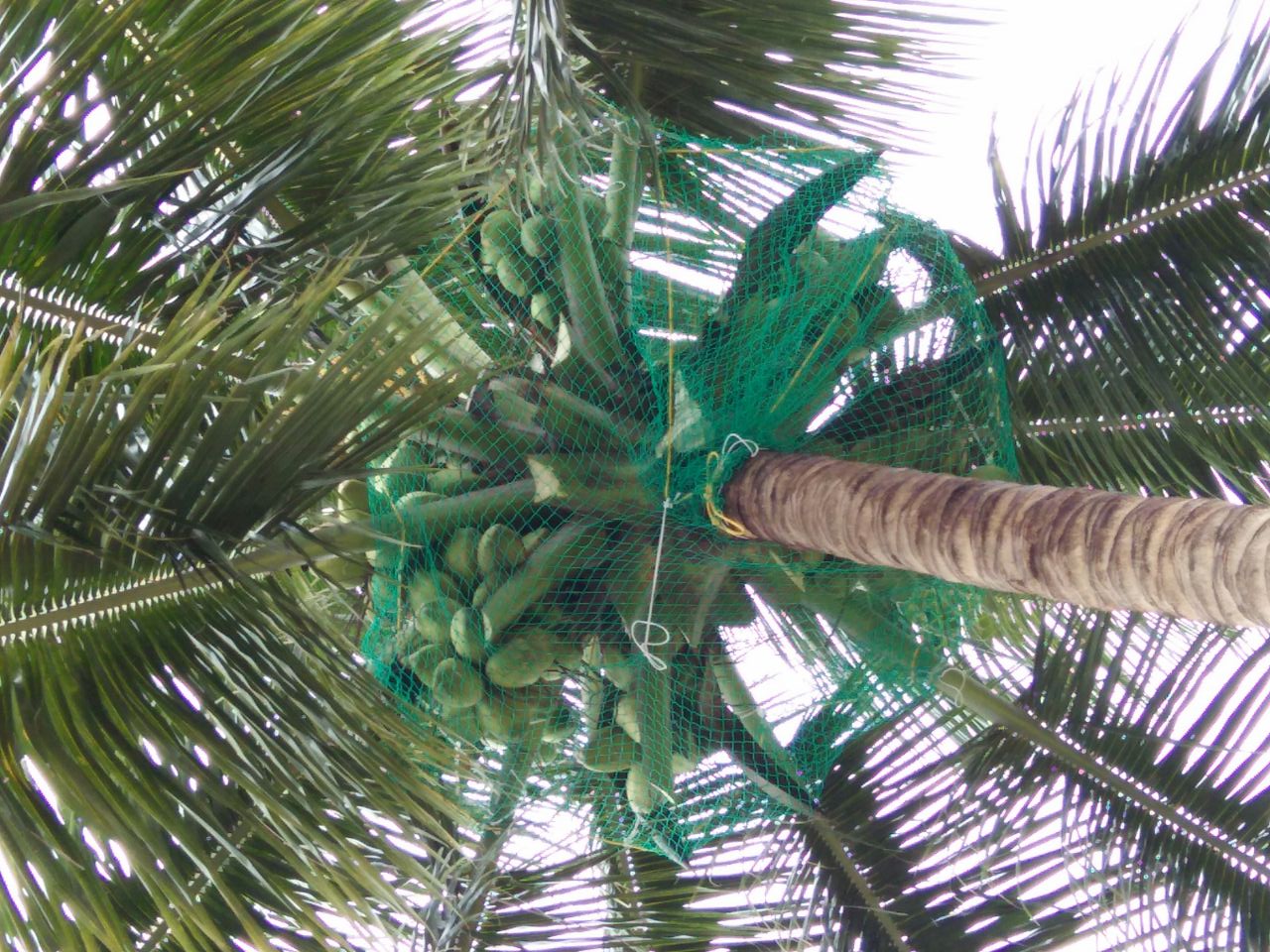 Coconut Tree Safety Nets in Hyderabad